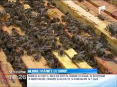 Zilele mult prea călduroase pentru această perioadă din an au trezit albinele la viaţă