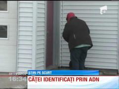 Căţei identificaţi prin AND