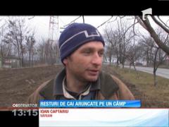 Resturi de cai aruncate pe câmp