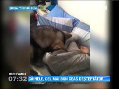 Câinele, cel mai bun ceas deșteptător