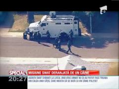 Fă-ti animalul vedeta!