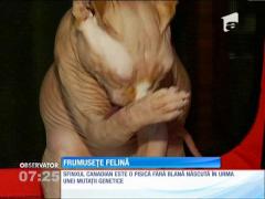 Exemplare rare de feline, expuse la Sala Palatului