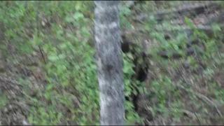 Video! Un pui de urs se dă cu TIROLIANA! Finalul este unul neaşteptat