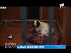 Britanicii se tem de o epidemie de rabie din cauza traficului cu animale