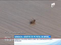 Managerul Spitalului Judeţean din Constanţa a fost atacat de o insectă în timpul unei conferinţe de presă