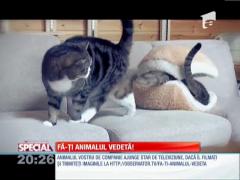 Fa-ti animalul vedeta!