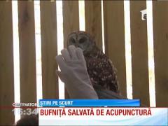 Bufniţa tratată prin acupunctură