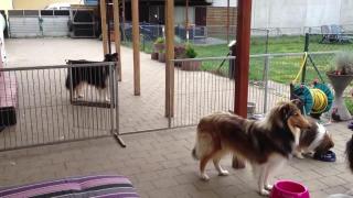 Impresionant! Dresajul a ajuns la un nou nivel