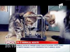 Fa-ti animalul vedeta!