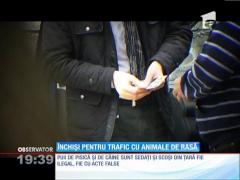 Animalele au trimis doi oameni după gratii
