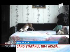 Un câine haios pune stăpânire pe canapeaua din sufragerie
