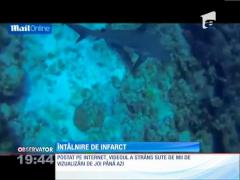 Un scafandru amator, atacat de rechin