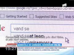 Cannabisul se vinde la liber pe Internet!