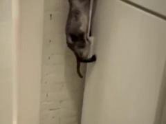 VIDEO! O pisică învaţă singură să deschidă... frigiderul