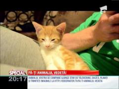 Special! Pisica adormită