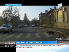 VIDEO! Un câine, pieton exemplar