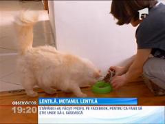 Un motan cu strabism a devenit celebru pe Internet