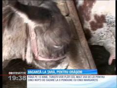 Programul "vacanţa la ţară", pentru cei din oraș