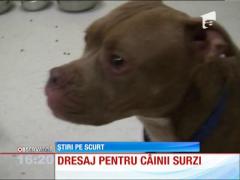 Dresaj pentru câinii surzi