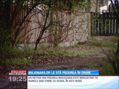 Milionarilor le stă pădurea în drum