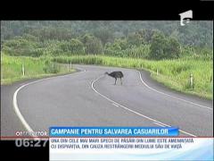 Una dintre cele mai mari şi mai frumoase specii de păsări din lume, ameninţată cu dispariţia