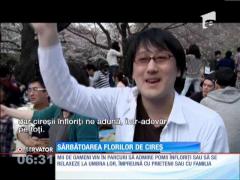 Sărbătoarea florilor de cireș în Japonia