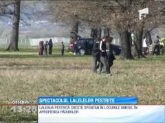Spectacol al naturii, în Bistrița