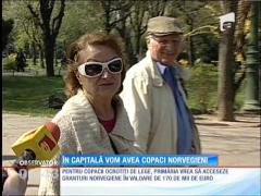 În Capitală vom avea copaci norvegieni