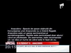 Special! Anacobra din parc