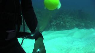 Video! Ce se întâmplă dacă spargi un ou sub apă. Nu te-ai fi așteptat la asta