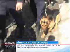 Câine poliţist, scos la licitaţie