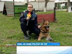 Tero, un câine polițist de top