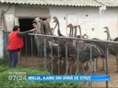 Mielul, ajuns din urmă de struț pentru masa de Paște