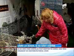 Câinii adoptaţi la distanţă de actorul Steven Seagal şi-au găsit stăpâni