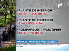 Curţile şi terasele de la bloc încep să prindă culoare