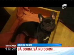 Funny! Un pui de bulldog se străduieşte să rămână treaz