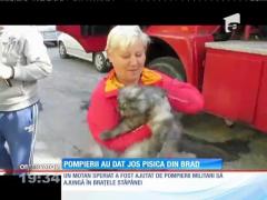 Pompierii au intervenit pentru salvarea unui motan