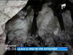 Peşterile de lilieci şi trecătorile pentru urşi sunt pietre de moară în construcţia de autostrăzi