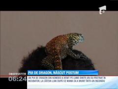 Un pui de dragon din Komodo a venit pe lume dintr-un ou păstrat în incubator