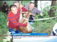 Un român este erou în Italia, după ce a salvat o căprioară rănită