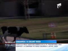 Taurul Fargo și-a amânat sentința la abator