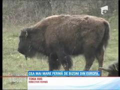 Cea mai mare ferma de bizoni din Europa, inaugurată în România