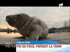 Pui de focă, pierdut la ţărm