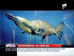 Special! Specii de animale "extraterestre"