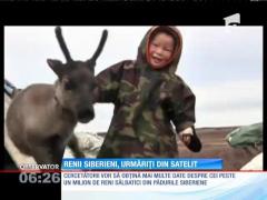 Cea mai mare turmă de reni sălbatici, monitorizată din satelit