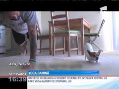 Un bărbat şi-a transformat câinele în cel mai bun elev la cursul de yoga