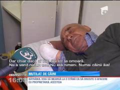 Un bătrânt din Vaslui a fost mutilat de doi câini ciobăneşti