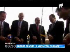 Arbore readus la viață prin clonare