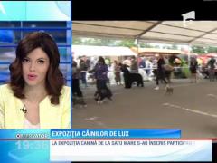 Expoziție de câini de lux în Satu-Mare