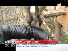 SPECIAL! O braşoveancă deține o crescătorie de veveriţe